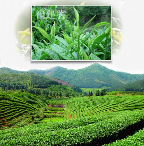 中茶花茶 福州茉莉花茶散装100g 中粮出品