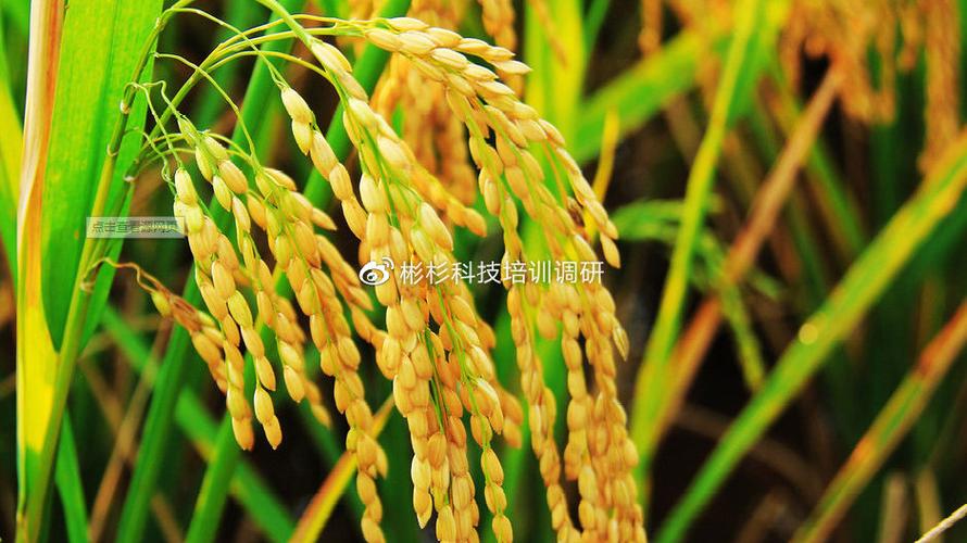 时光荏苒,一号文件又要来了!