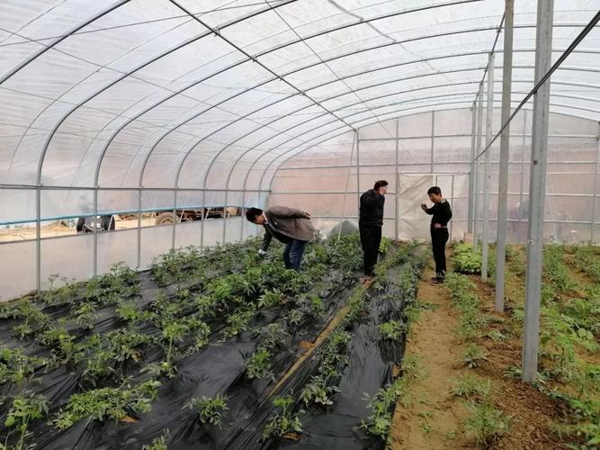 河南省科技特派员赵新彬